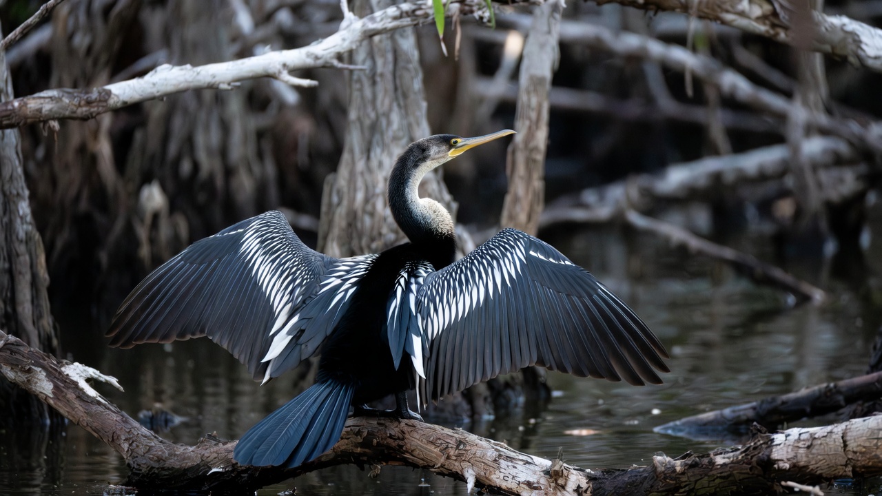 Anhinga (Snakebird)