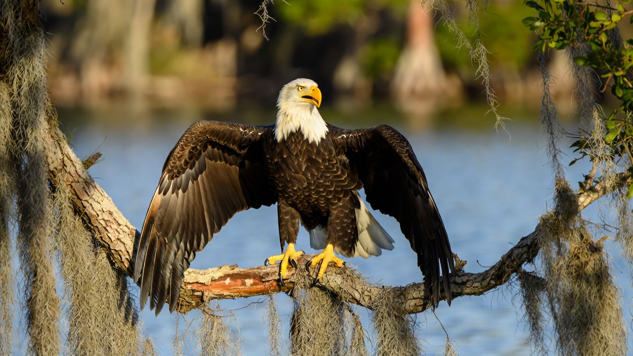 Bald Eagle