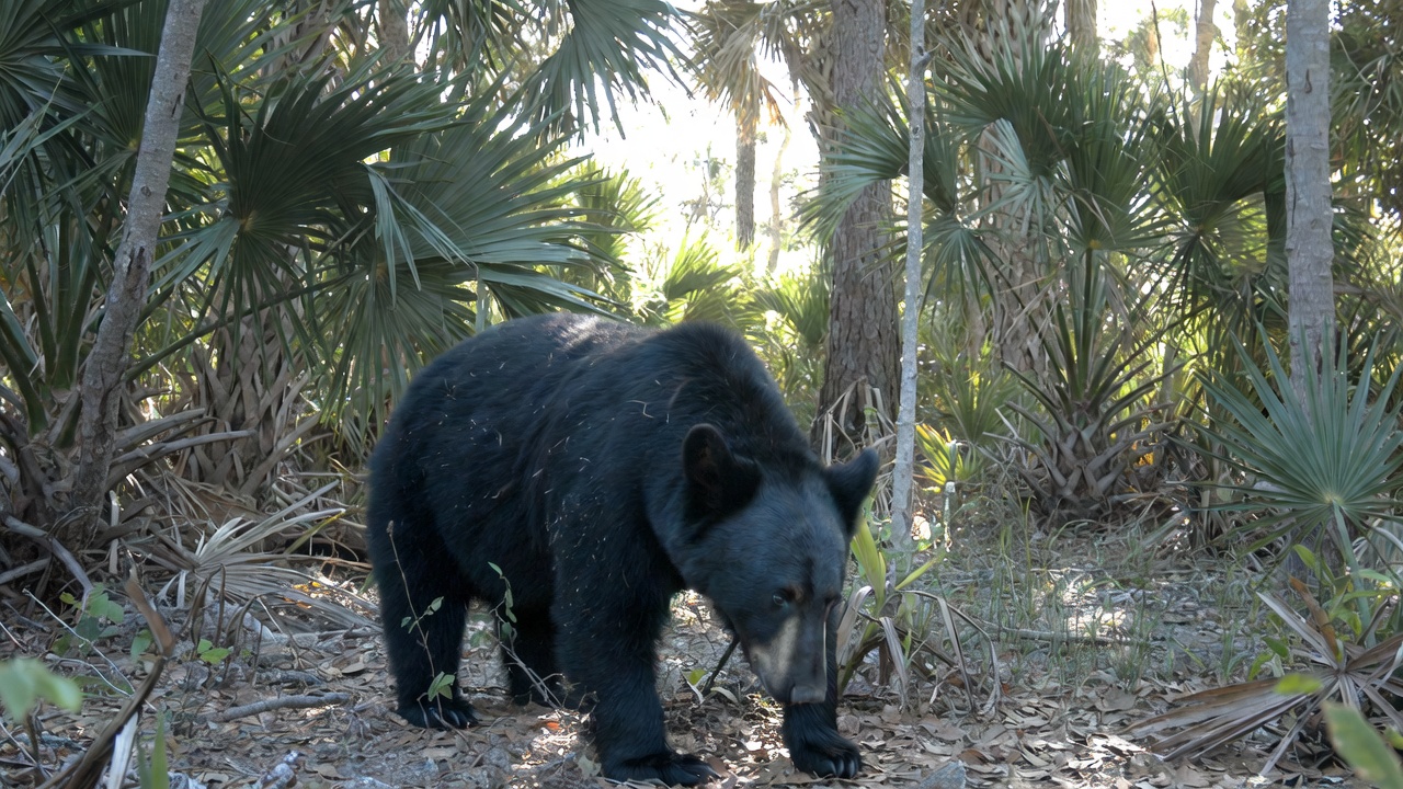 Florida Black Bear