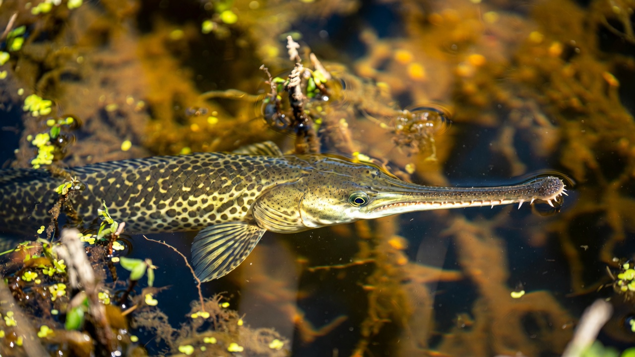 Florida Gar