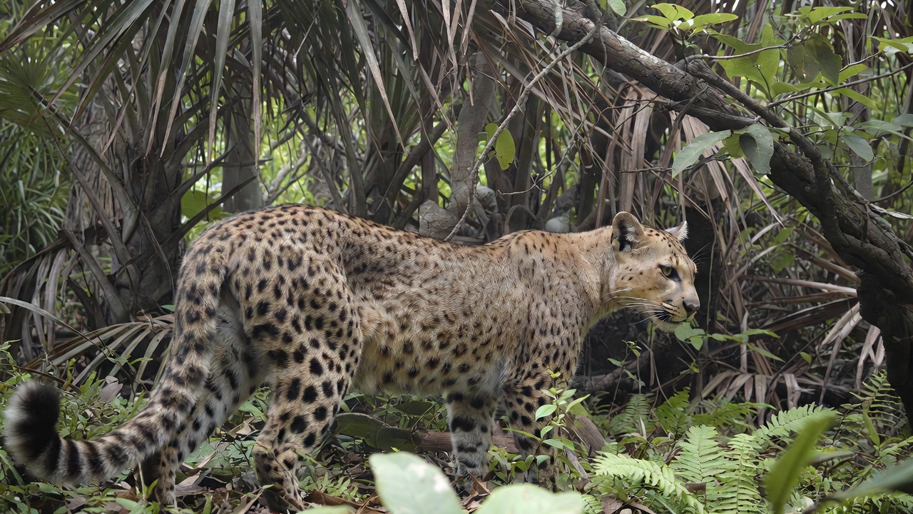 Florida Panther