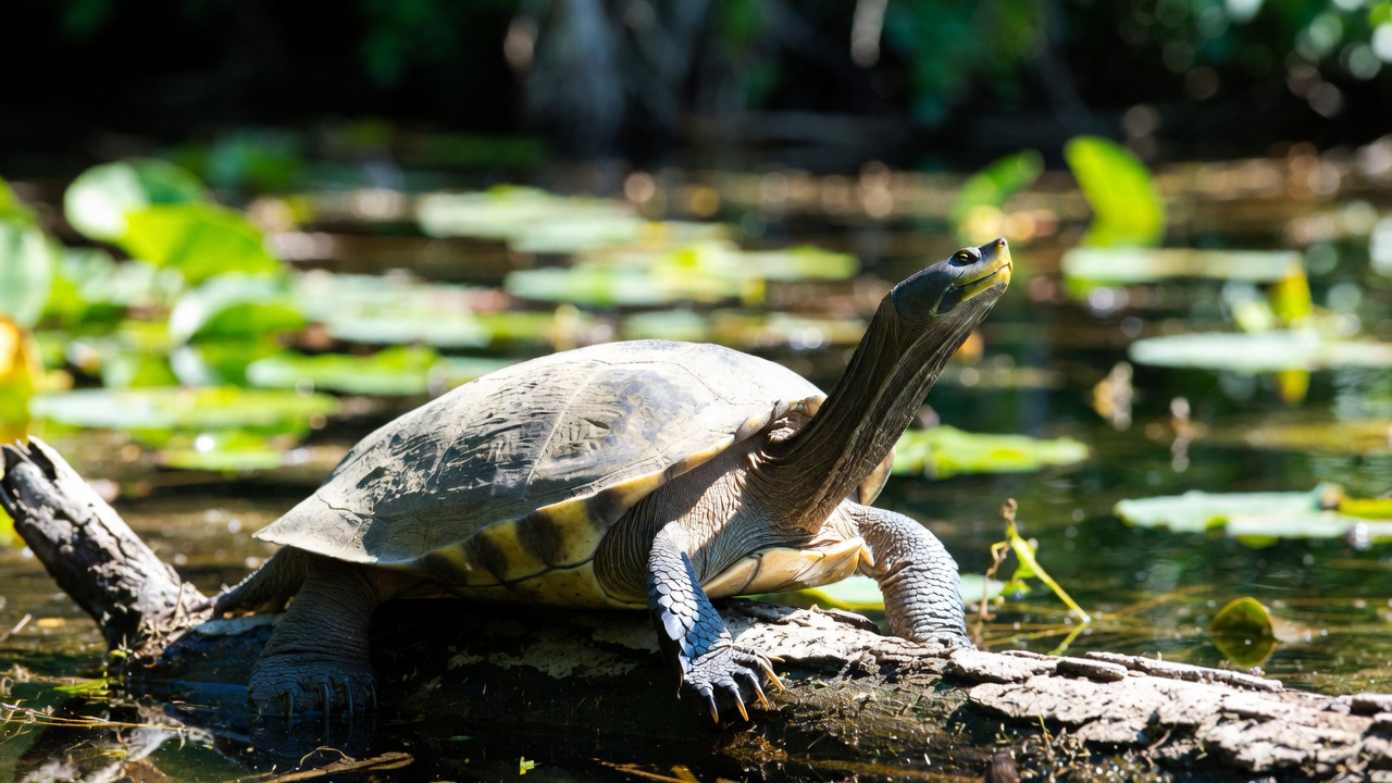 Florida Softshell Turtle