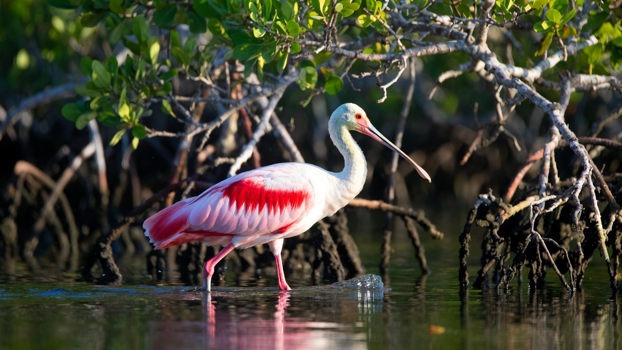 Roseate Spoonbill