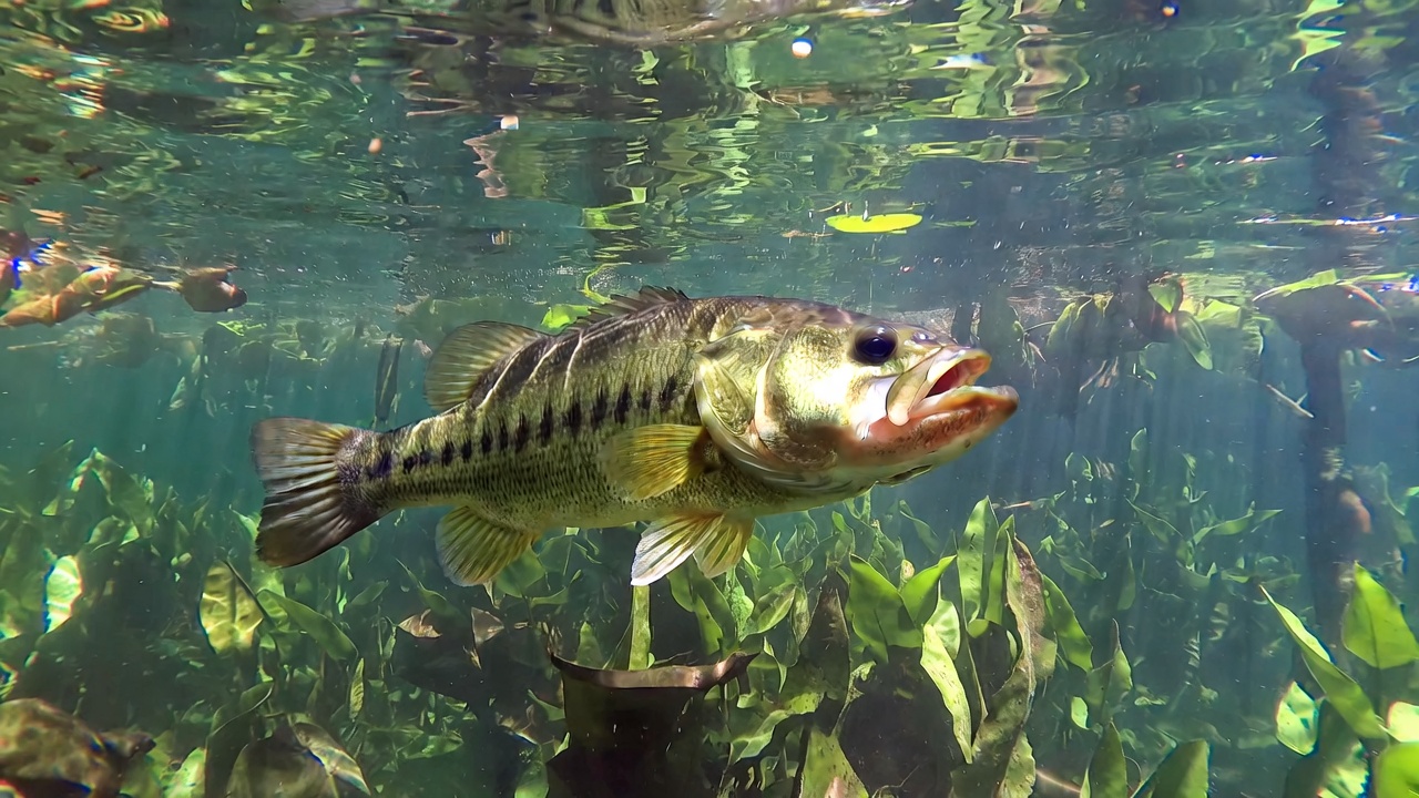 Atlantic Sailfish
