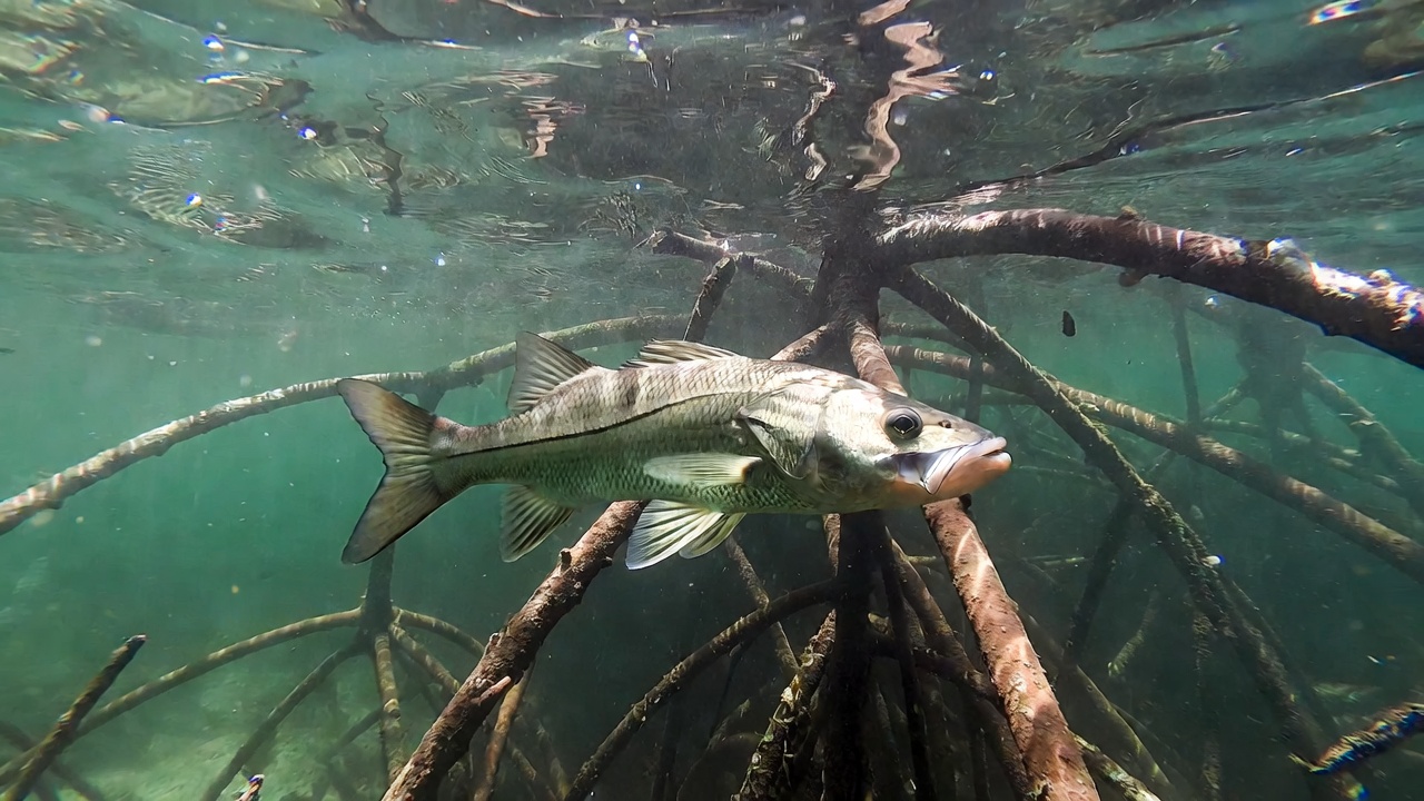 Common Snook
